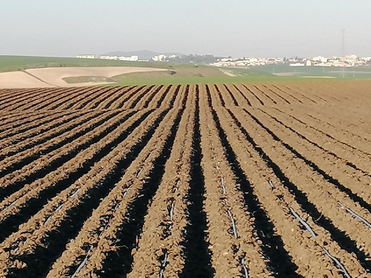 Cortijo Las Manoteras 圣玛丽亚港 外观 照片